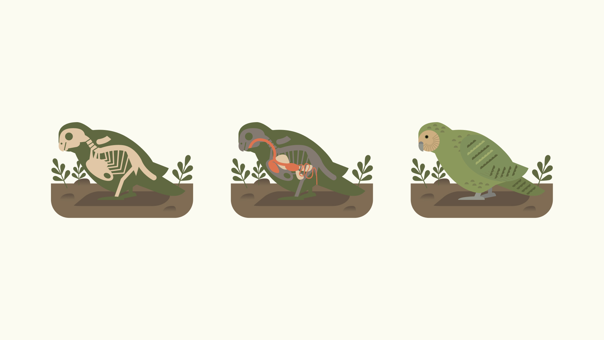 Three illustrated bird states for the Kōtare app