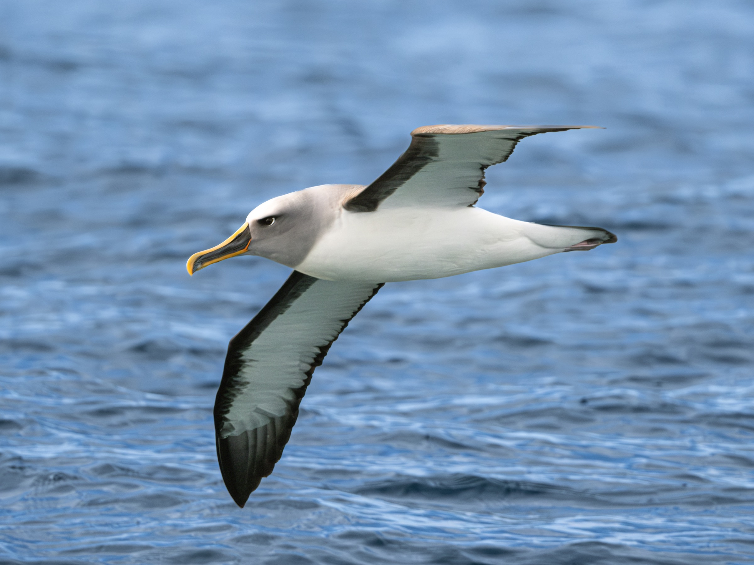 Buller’s albatross flying low over the ocean