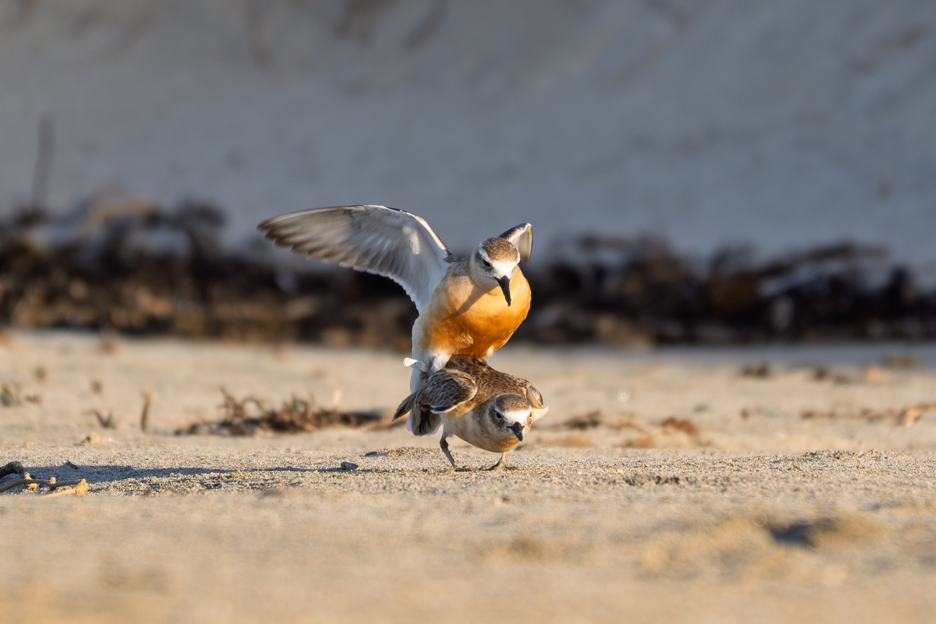 Northern New Zealand dotterels on a sandy shoreline
