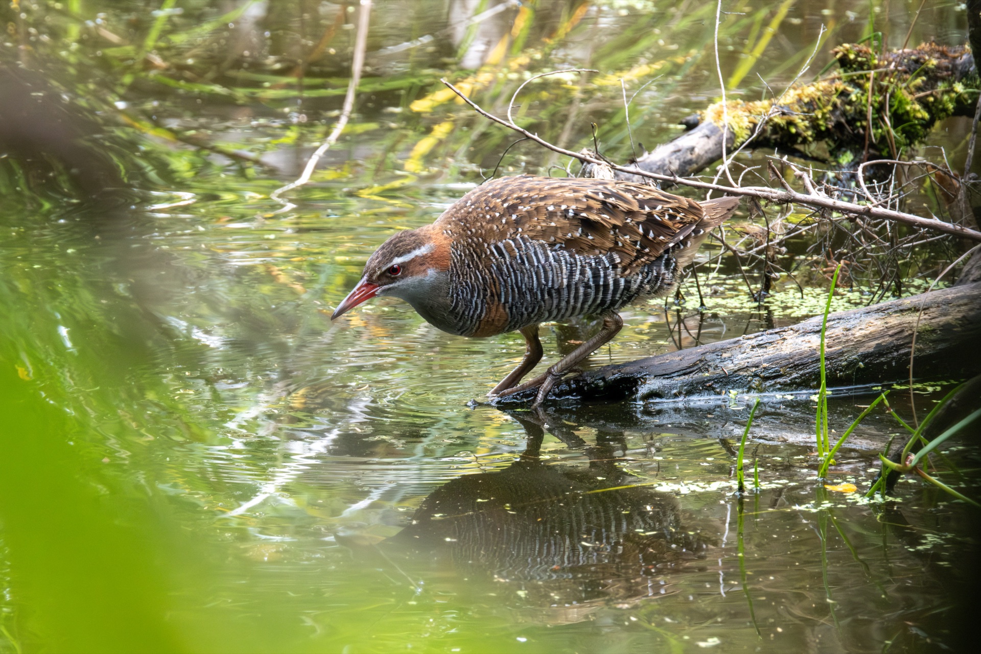 Banded rail at the edge of a wetland