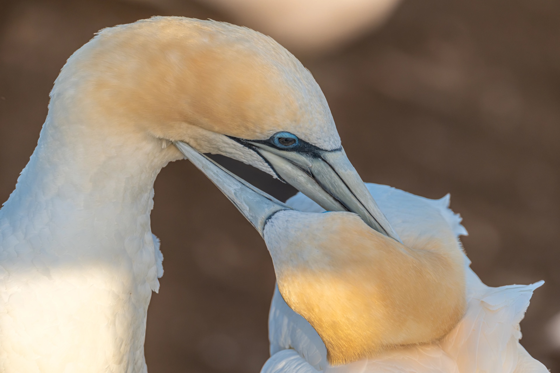 Pair of Australasian gannets touching beaks