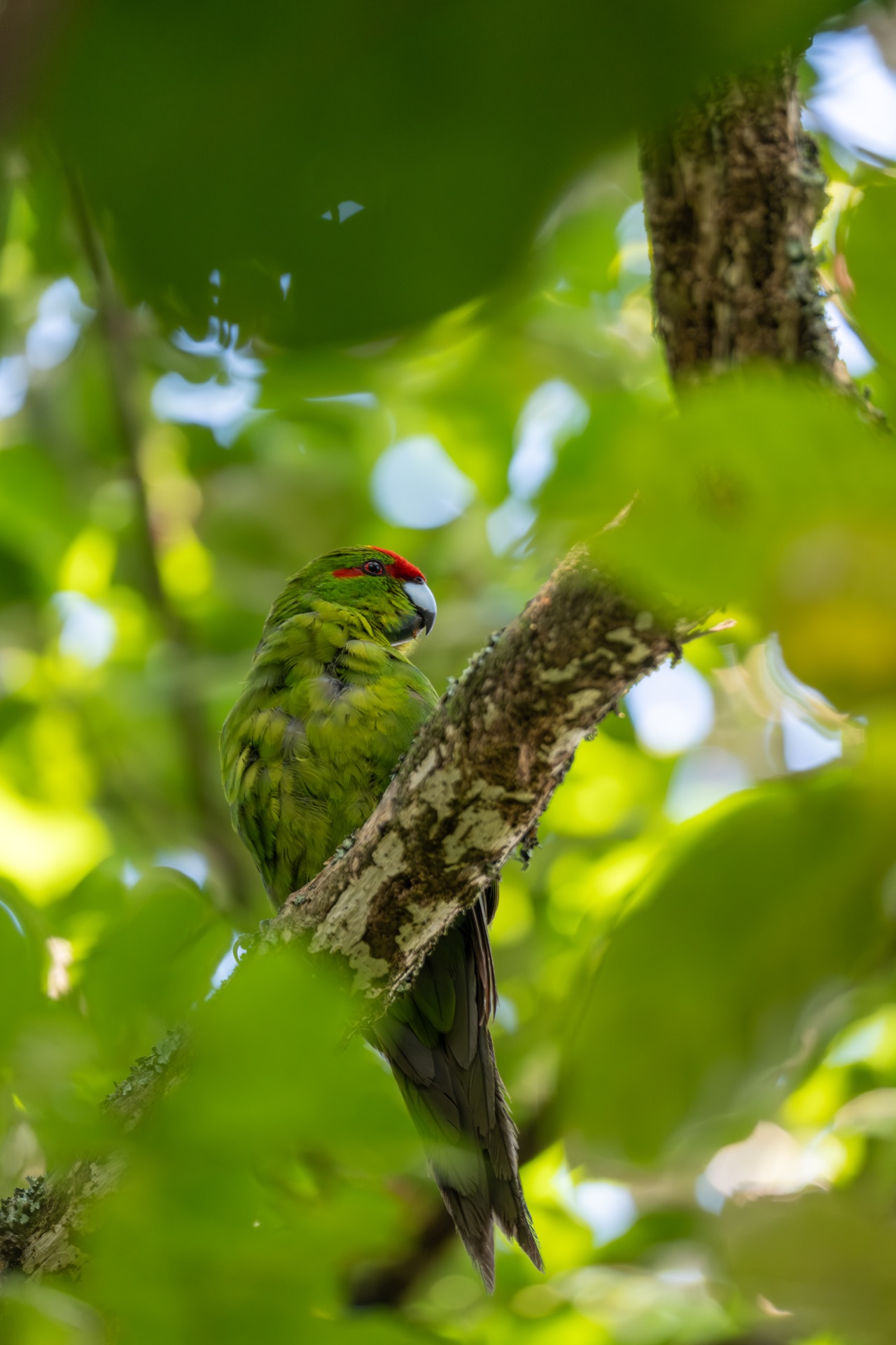 Kākāriki perched in filtered canopy light