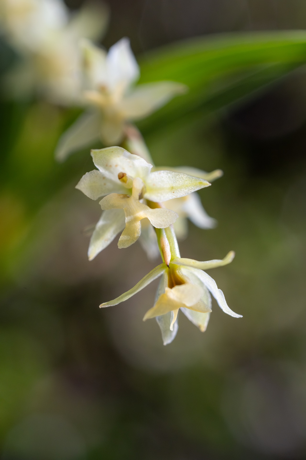 Close study of an Easter orchid flower