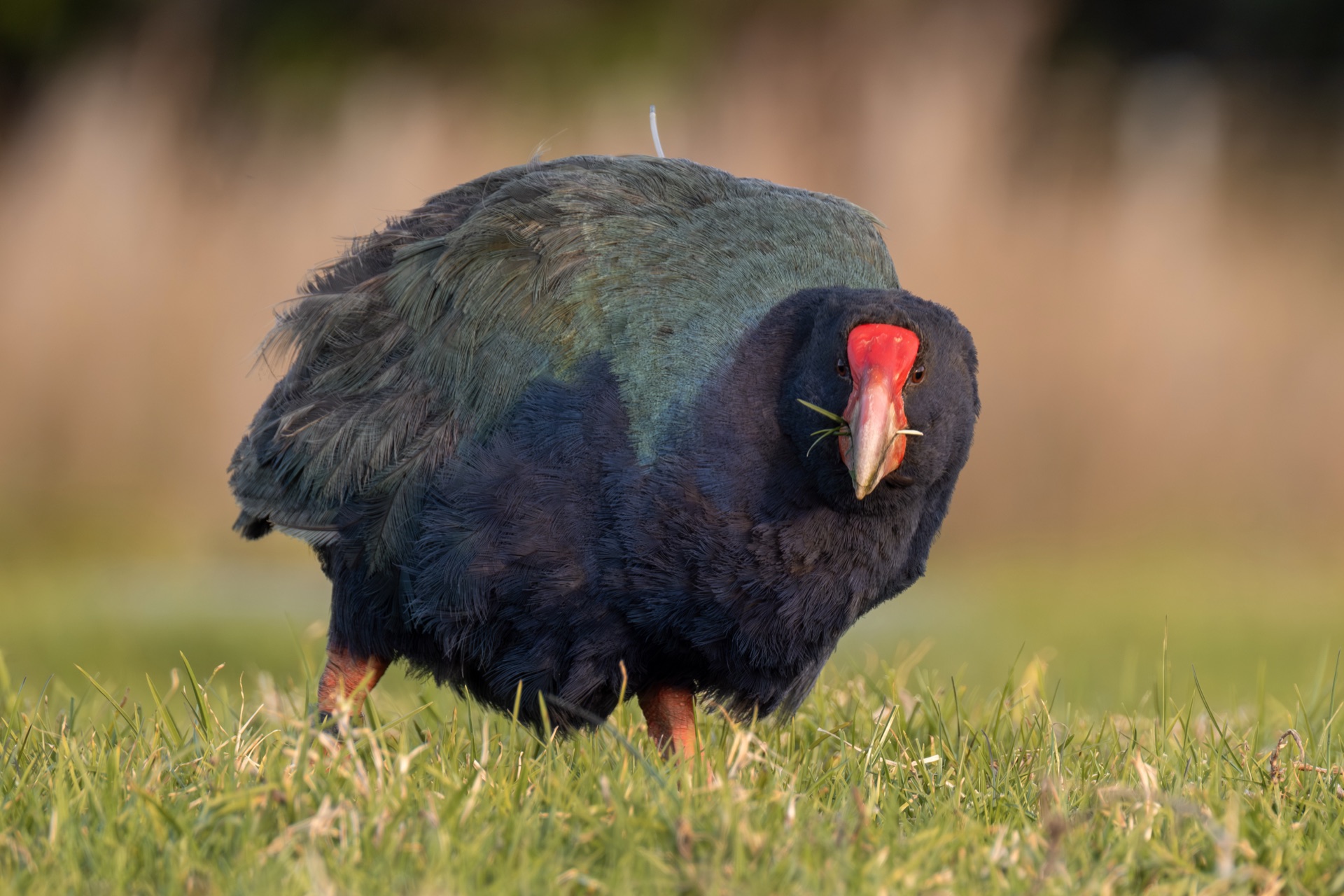 South Island takahē foraging in grass during golden hour