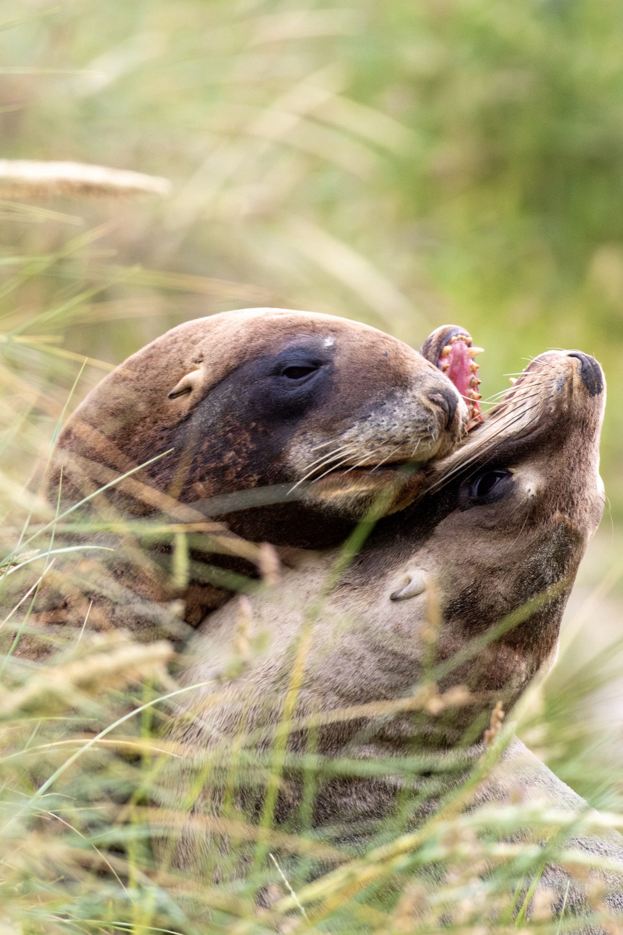 Sea lions playing among long grass