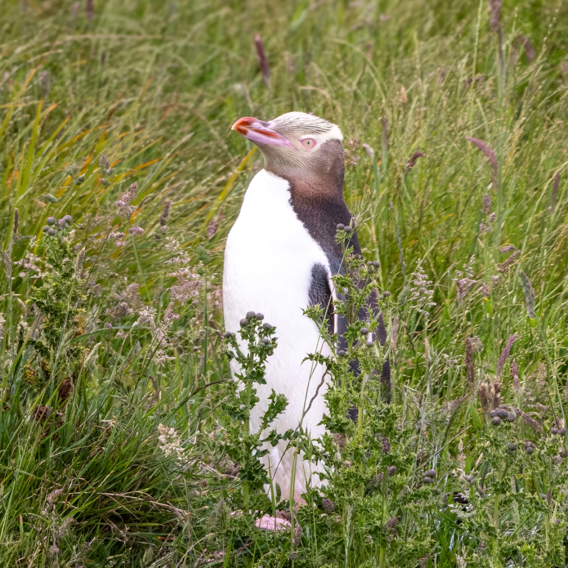 Yellow-eyed penguin standing among coastal grass
