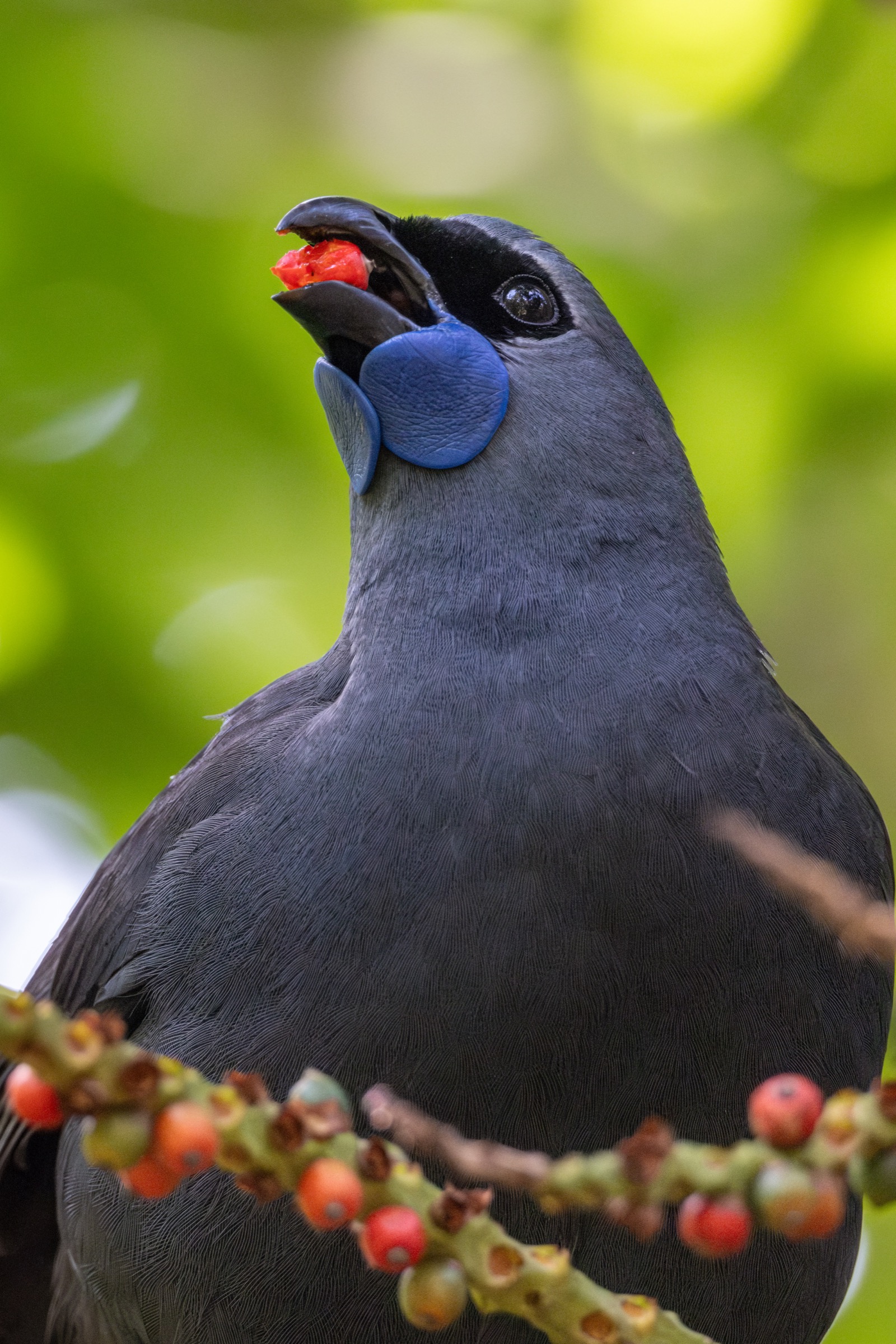 North Island kōkako eating a berry