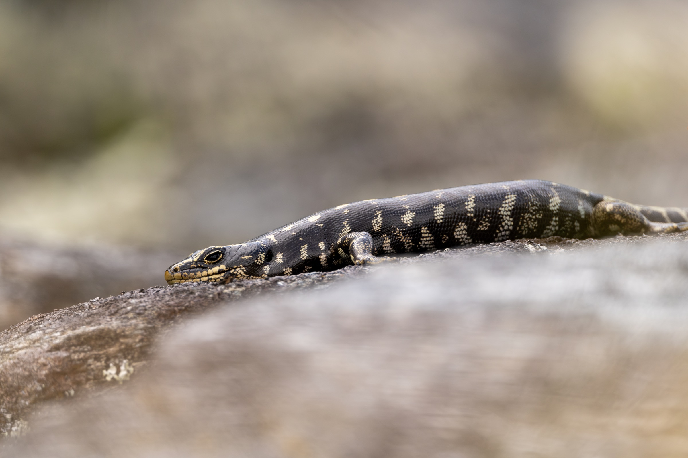 Otago skink basking on a warm rock