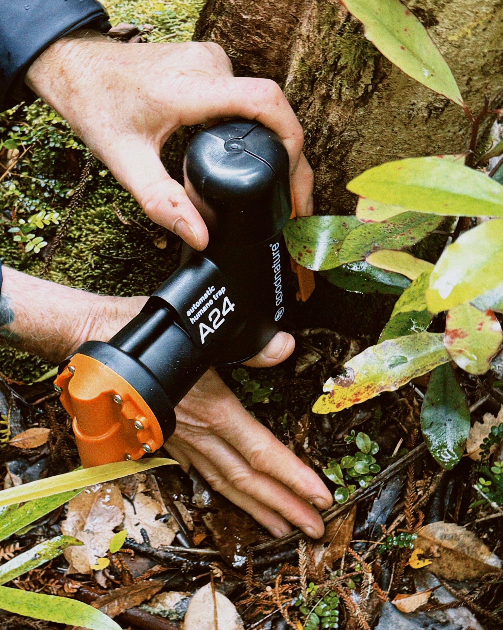 An A24 rat trap being placed in the forest