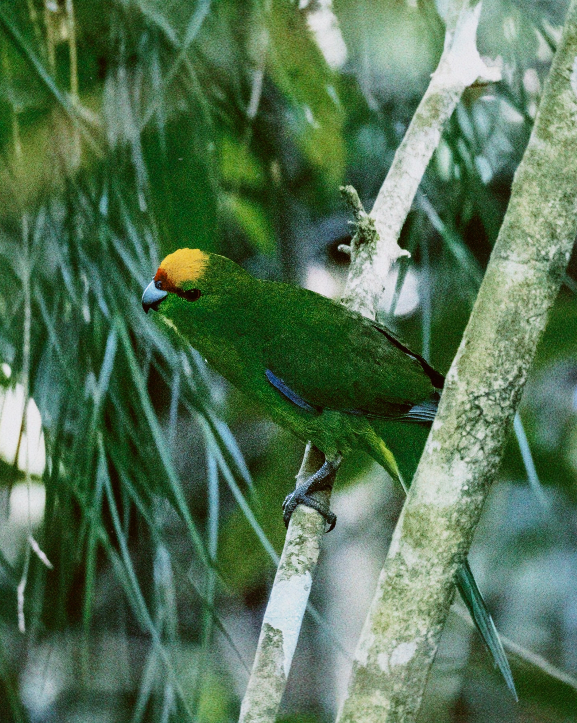 Native forest parakeet perched on a branch