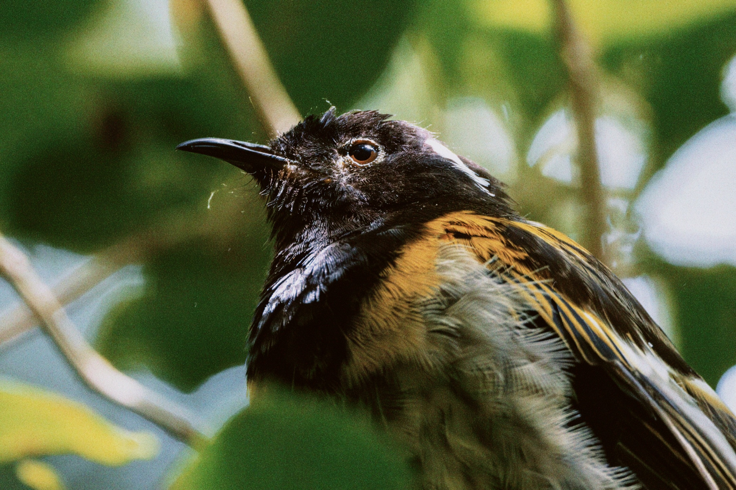 Close portrait of a black and yellow bird among green foliage