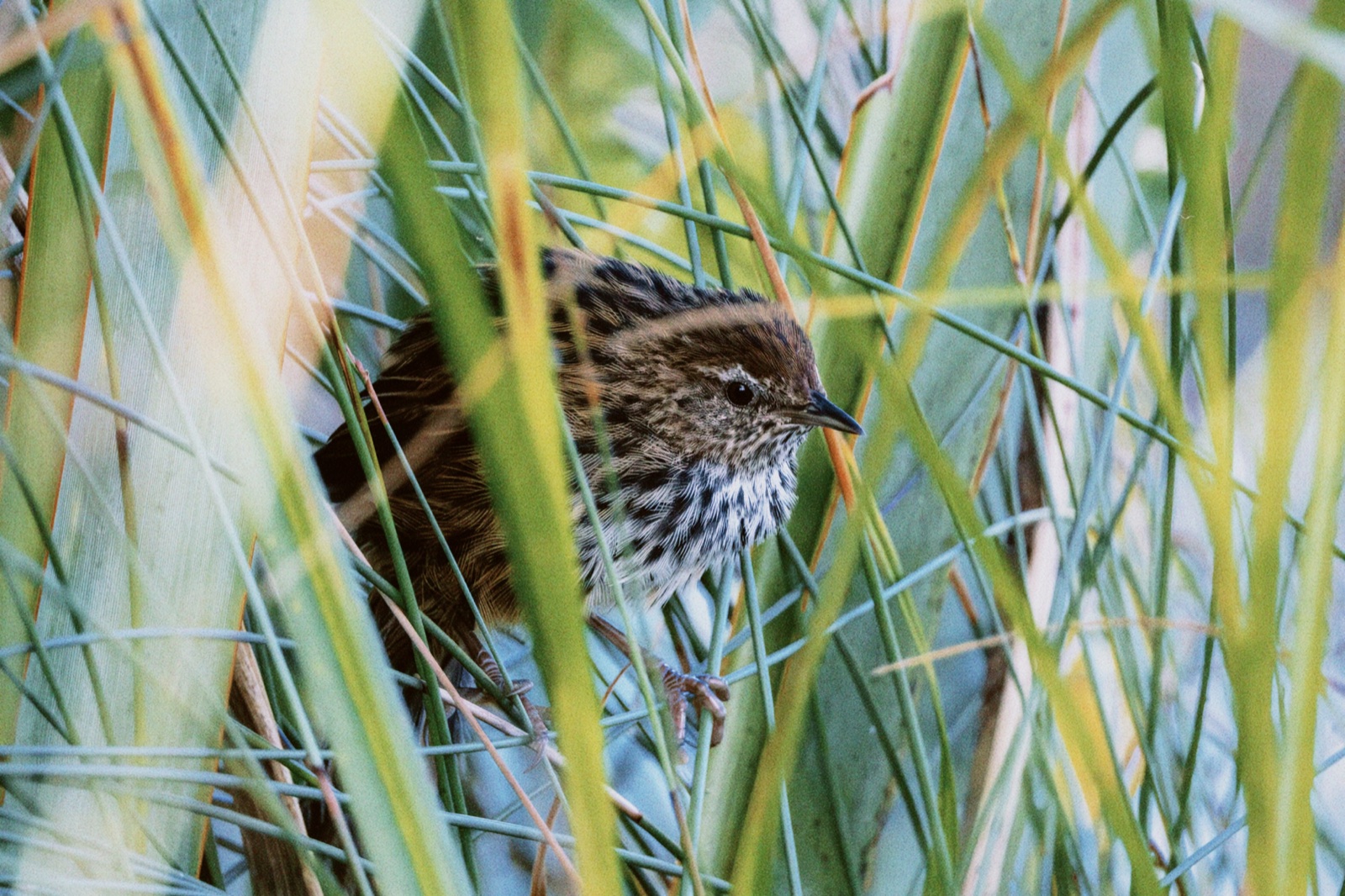Mātātā / fernbird perched among wetland reeds