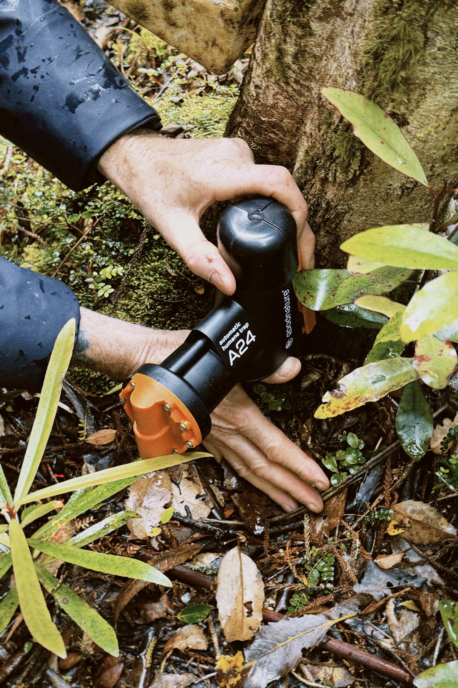 An A24 rat trap being placed at a tree