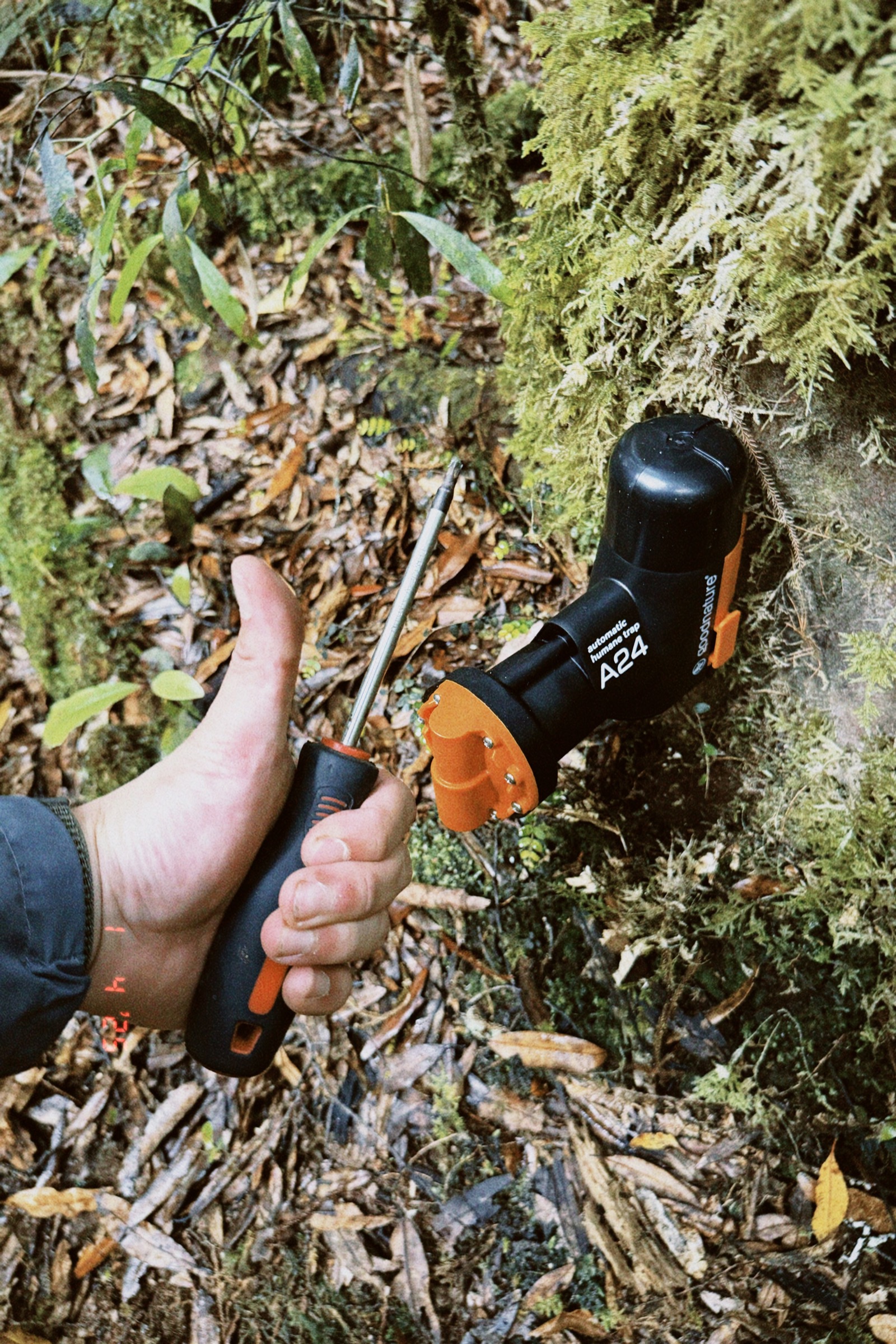 An A24 trap being checked on the forest floor