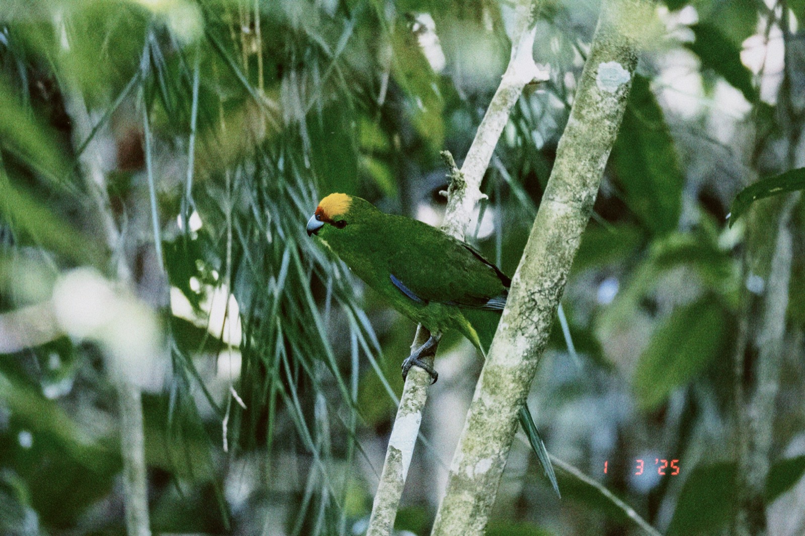 A native forest bird perched among green leaves